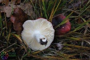 russula undulata (2) (1200 x 800).jpg_product_product_product_product_product_product_product